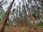 Gezocht: Perceel bosgrond Noordenveld & Westerkwartier, Tuin en Terras, Planten | Bomen, Ophalen, Halfschaduw, 100 tot 250 cm