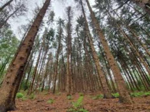 Gezocht: Perceel bosgrond Noordenveld & Westerkwartier, Tuin en Terras, Planten | Bomen, Dakboom, 100 tot 250 cm, Halfschaduw