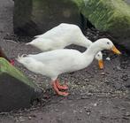 Indische loopeend woerd, Dieren en Toebehoren, Pluimvee, Mannelijk, Eend