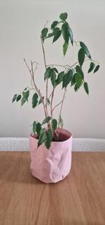 Kamerplant Ficus, Ophalen, Ficus, Halfschaduw, Minder dan 100 cm