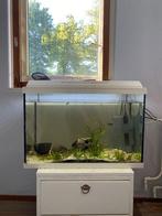 Vissenkom, Dieren en Toebehoren, Vissen | Aquaria en Toebehoren, Ophalen, Gebruikt, Gevuld zoetwateraquarium