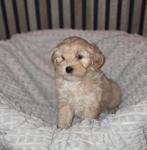 Mooie maltipoo pups, Dieren en Toebehoren, 8 tot 15 weken, Meerdere, Meerdere dieren, Klein