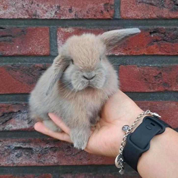 Lief & tam konijntje gezocht?, Dieren en Toebehoren, Konijnen, Dwerg, Meerdere dieren, 0 tot 2 jaar, Hangoor