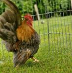 Trio ayam serama, Dieren en Toebehoren, Pluimvee, Meerdere dieren, Kip