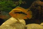 Midden Amerikaanse Cichliden: Herotilapia multispinosa, Vis, Zoetwatervis
