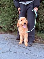 Prachtige junior doodle pups, België, Particulier, Rabiës (hondsdolheid), 15 weken tot 1 jaar