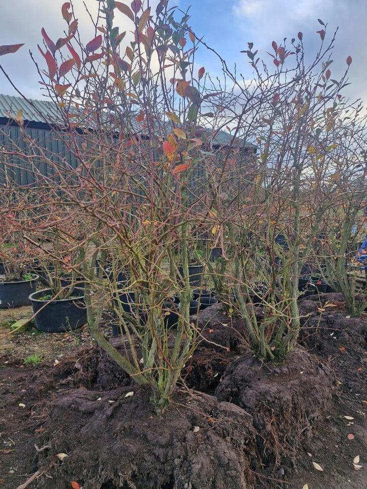 Grote blauwe bessen struiken, Tuin en Terras, Planten | Struiken en Hagen, Struik, Overige soorten, 100 tot 250 cm, Ophalen