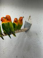 Fischeri, Dieren en Toebehoren, Vogels | Parkieten en Papegaaien, Meerdere dieren, Dwergpapegaai of Agapornis, Geringd