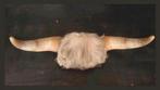 Stierhoorns taxidermie stier hoorn op klein schild, Ophalen of Verzenden, Vogel, Opgezet dier