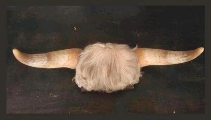 Stierhoorns taxidermie stier hoorn op klein schild, Verzamelen, Dierenverzamelingen, Opgezet dier, Vogel, Ophalen of Verzenden