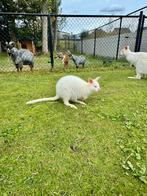 Albino wallaby man, Dieren en Toebehoren, Overige Dieren, Mannelijk, Voor 1 juli 2024