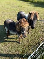 Te koop blauwschimmel mini shetland hengstjes, Dieren en Toebehoren, Pony's, Niet van toepassing, Hengst, Recreatiepony, Gechipt