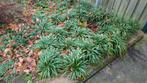Siergrassen, Tuin en Terras, Planten | Tuinplanten, Ophalen, Vaste plant, Siergrassen, Halfschaduw