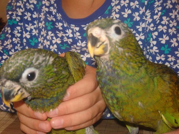 Voor Pionus/Caique`s/Jardine`s/Zonparkieten/Pyrhurra`s enz., Dieren en Toebehoren, Vogels | Parkieten en Papegaaien, Papegaai