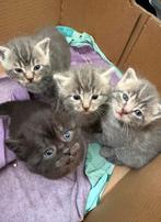 Kittens te koop – 4 lieve kittens, Meerdere dieren, 0 tot 2 jaar