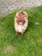 Pomriaan, Dieren en Toebehoren, Parvo, Fokker | Hobbymatig, 15 weken tot 1 jaar, Overige rassen