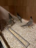 11 jonge goudfazanten aviornis geringd, Dieren en Toebehoren, Geslacht onbekend, Overige soorten