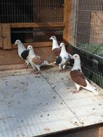 Shildpostduiven, Dieren en Toebehoren, Vogels | Duiven, Meerdere dieren, Overige soorten