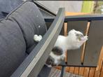 Lieve kittens, Dieren en Toebehoren, Katten en Kittens | Overige Katten, Meerdere dieren, Kortharig, 0 tot 2 jaar