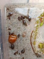 Aquariumslakken – Bodem opruimers / Maleisische Torenslakken, Dieren en Toebehoren, Slak of Weekdier
