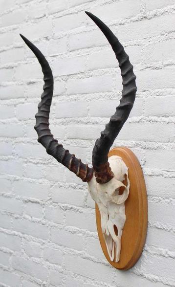 Schedel IMPALA ANTILOPE op houten schild - ref. A (gewei) beschikbaar voor biedingen