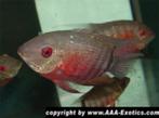 Zuid Amerikaanse Cichliden: Heros sp. Liberifer, Dieren en Toebehoren, Vissen | Aquariumvissen, Vis, Zoetwatervis
