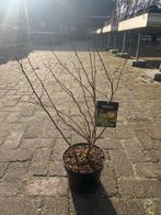 Physocarpus struik in pot, Overige soorten, Lente, Minder dan 100 cm, Ophalen