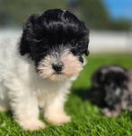 Te koop mooie Blue merle Maltipoo pups, Dieren en Toebehoren, Nederland, CDV (hondenziekte), 8 tot 15 weken, Meerdere