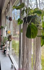 4 macramé hangers met hangplanten, Huis en Inrichting, Kamerplanten, Ophalen, Halfschaduw, Minder dan 100 cm