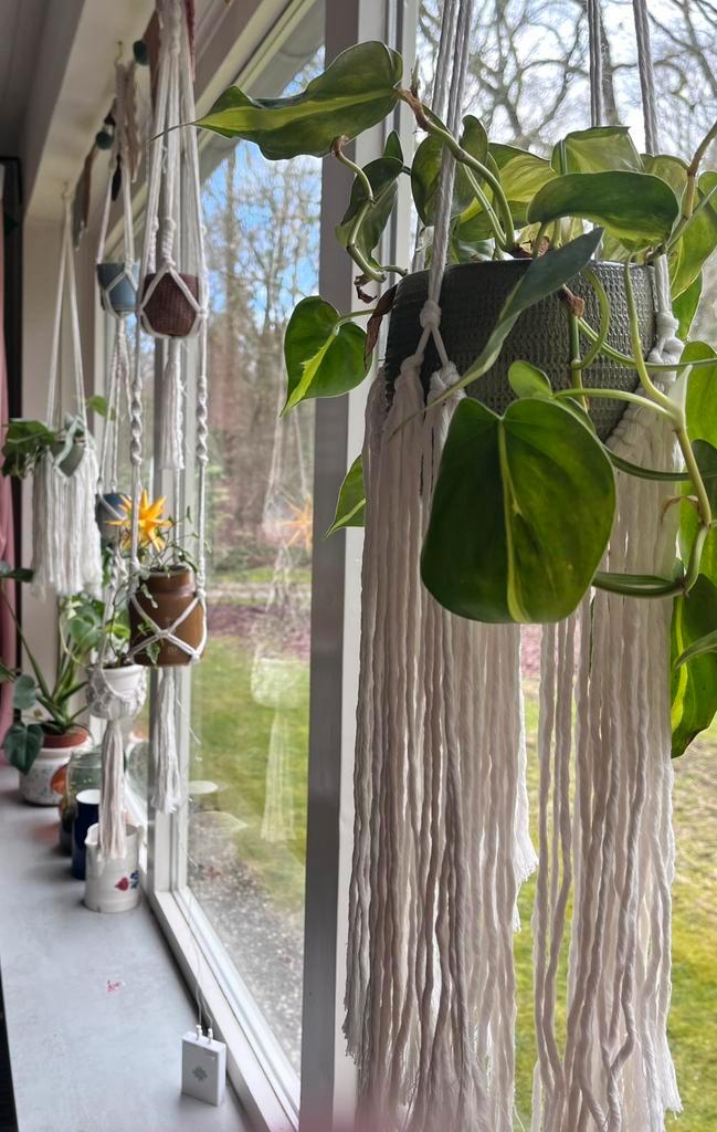 4 macramé hangers met hangplanten, Huis en Inrichting, Kamerplanten, Minder dan 100 cm, Halfschaduw, Ophalen