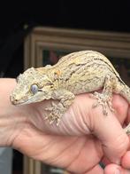 F gargoyle gecko, Dieren en Toebehoren, Hagedis, Tam, 3 tot 6 jaar