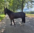 Stoere c pony, Dieren en Toebehoren, Pony's, Gechipt, B, Ruin, C pony (1.27m tot 1.37m)