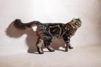 American curl kater | lief | gecastreerd | stamboom, Dieren en Toebehoren, Kater, 0 tot 2 jaar