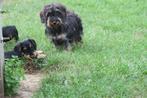 Ruwhaar Dwerg Teckel pups, Nederland, CDV (hondenziekte), 8 tot 15 weken, Dwerg