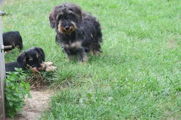 Ruwhaar Dwerg Teckel pups beschikbaar voor biedingen