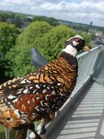 Prachtige opgezette Koningsfazant fazant taxidermie, Verzamelen, Dierenverzamelingen, Ophalen of Verzenden, Zo goed als nieuw