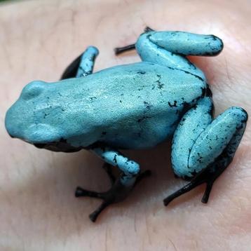 Adelphobates galactonotus 'Blauw beschikbaar voor biedingen