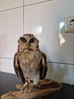 taxidermie opgezette uil, Ophalen of Verzenden, Vogel, Opgezet dier