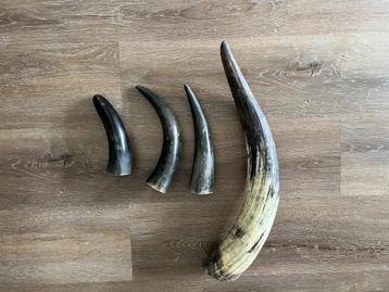 4 drinkhoorns runderhoorn ter decoratie beschikbaar voor biedingen