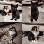 Kittens kruising Main Coon X Brits langhaar X Europees, Dieren en Toebehoren, Katten en Kittens | Overige Katten