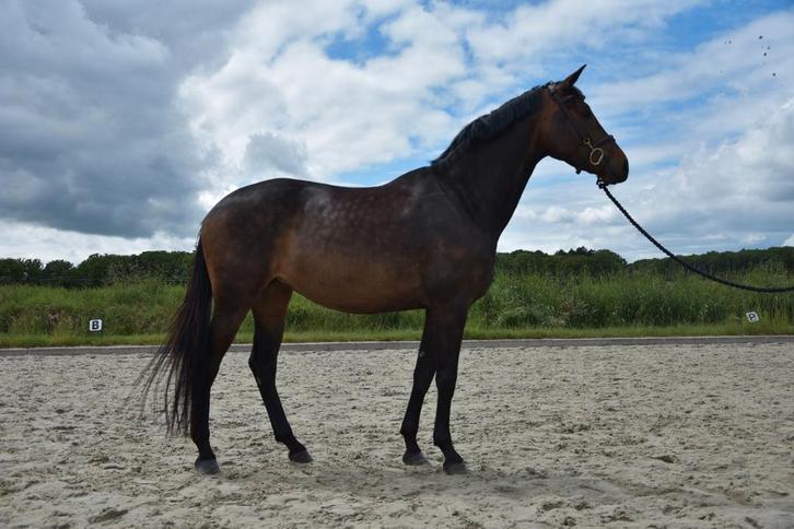 4 jr merrie, WE, Springen, Dressuur, buitenrit, Dieren en Toebehoren, Paarden, Merrie, L, 160 tot 165 cm, 3 tot 6 jaar, Dressuurpaard