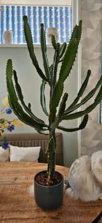 Cactus in pot - Mooie Euphorbia, Vaste plant, Bloeit niet, Halfschaduw, Ophalen