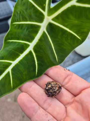 Alocasia frydek en alocasia tigrina knollen beschikbaar voor biedingen