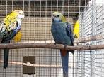 Bleekkop rosellas, Dieren en Toebehoren, Meerdere dieren, Parkiet