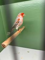 Rood agat mozaiek kanarie, Dieren en Toebehoren, Vogels | Kanaries, Mannelijk, Kleurkanarie