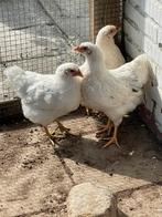 Witte barnevelder kuikens ., Dieren en Toebehoren, Vrouwelijk, Kip