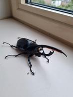 Hercules kever (Dynastes hercules lichyi) L3 larven te koop, Dieren en Toebehoren, Insecten en Spinnen