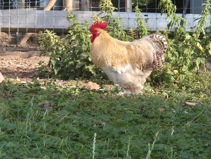 Mooie Krielhaan, gratis op te halen, Dieren en Toebehoren, Pluimvee, Kip, Mannelijk