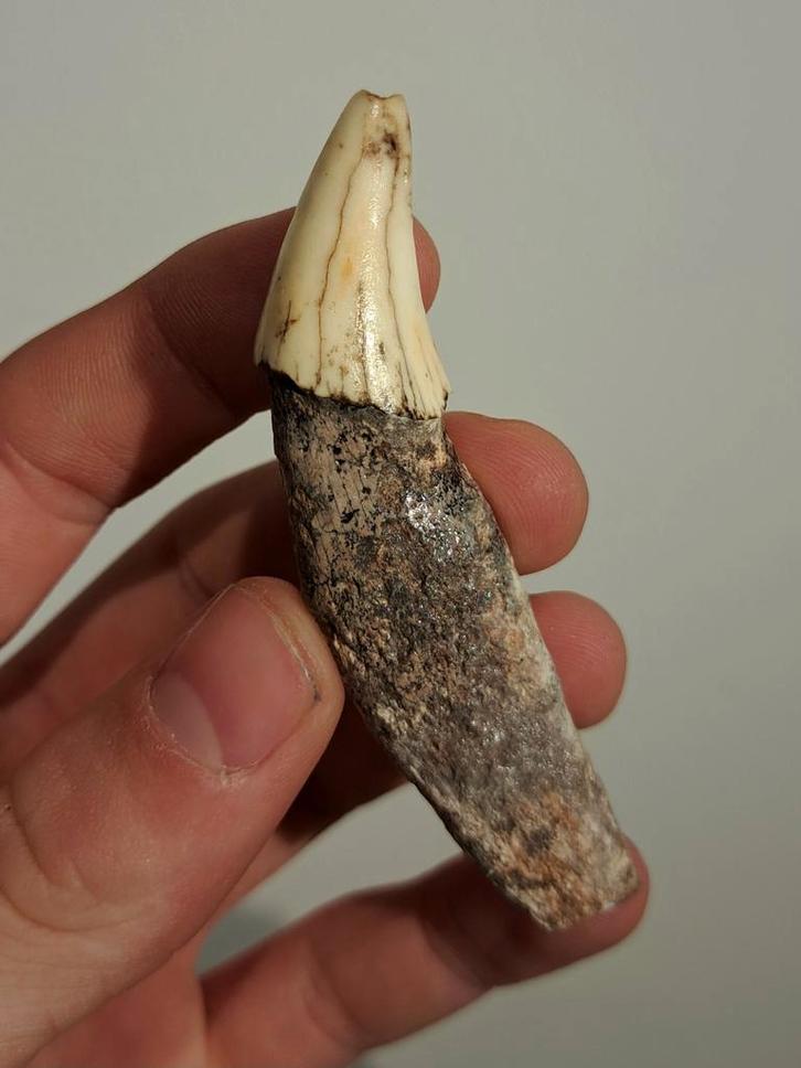 Hoektand holenbeer fossiel grot ijstijd, Verzamelen, Mineralen en Fossielen, Fossiel, Ophalen of Verzenden