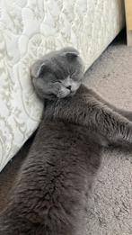 Twee katten met de twee katten huis ze zijn gevaccineerd, Meerdere dieren, 0 tot 2 jaar